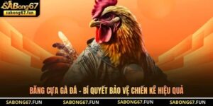 Kiến Thức Đá Gà SABONG67 – Nền Tảng Hiểu Đúng Cho Kê Thủ - VIP88