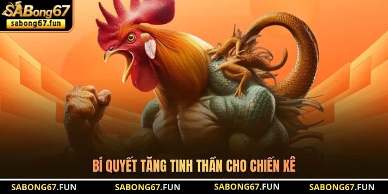 Chuẩn Bị Gà Trước Khi Đá - Bí Quyết Tạo Chiến Kê Bất Bại - VIP88 Chuẩn Bị Gà Trước Khi Đá - Bí Quyết Tạo Chiến Kê Bất Bại - VIP88