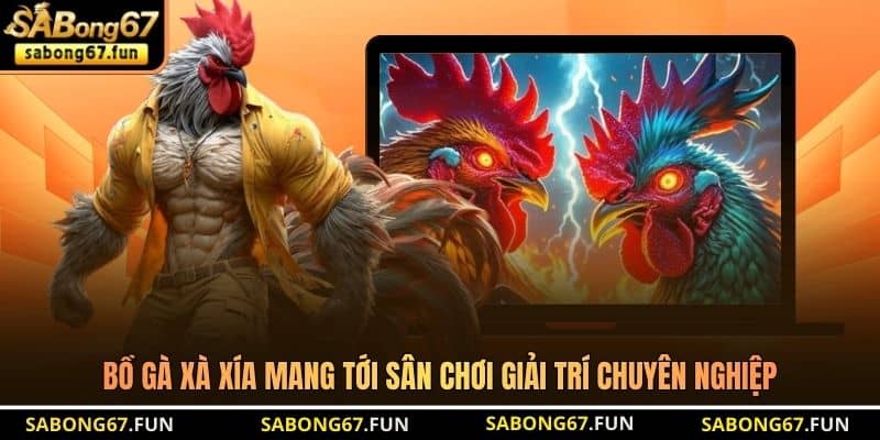 Bồ Gà Xà Xía – Đỉnh Cao Giải Trí Của Sư Kê Vùng Biên Giới - VIP88