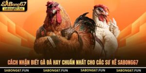 Kinh Nghiệm Đá Gà SABONG67 – Chiến Thuật Chọn Kèo Thực Chiến - VIP88