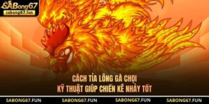 Kiến Thức Đá Gà SABONG67 – Nền Tảng Hiểu Đúng Cho Kê Thủ - VIP88
