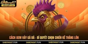 Kiến Thức Đá Gà SABONG67 – Nền Tảng Hiểu Đúng Cho Kê Thủ - VIP88