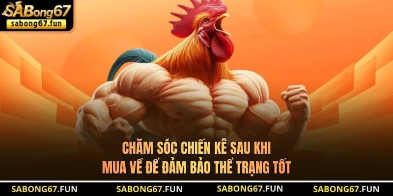 Mua Gà Đá Chất Lượng - Bí Quyết Lựa Chọn Chiến Kê Bất Bại - VIP88 Mua Gà Đá Chất Lượng - Bí Quyết Lựa Chọn Chiến Kê Bất Bại - VIP88