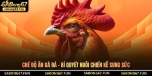 Kiến Thức Đá Gà SABONG67 – Nền Tảng Hiểu Đúng Cho Kê Thủ - VIP88