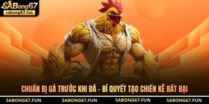 Kiến Thức Đá Gà SABONG67 – Nền Tảng Hiểu Đúng Cho Kê Thủ - VIP88
