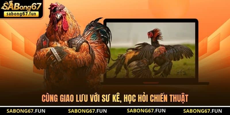 Bồ Gà Xà Xía – Đỉnh Cao Giải Trí Của Sư Kê Vùng Biên Giới - VIP88