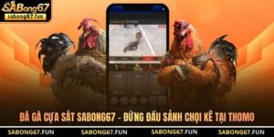 Tin Tức Đá Gà SABONG67 – Cập Nhật Thông Tin Đá Gà Mới Nhất - VIP88