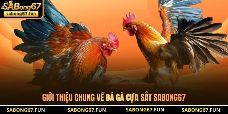 Đá Gà Cựa Sắt SABONG67 – Hình Thức Chọi Gà Hot Tại Thomo - VIP88 Đá Gà Cựa Sắt SABONG67 – Hình Thức Chọi Gà Hot Tại Thomo - VIP88