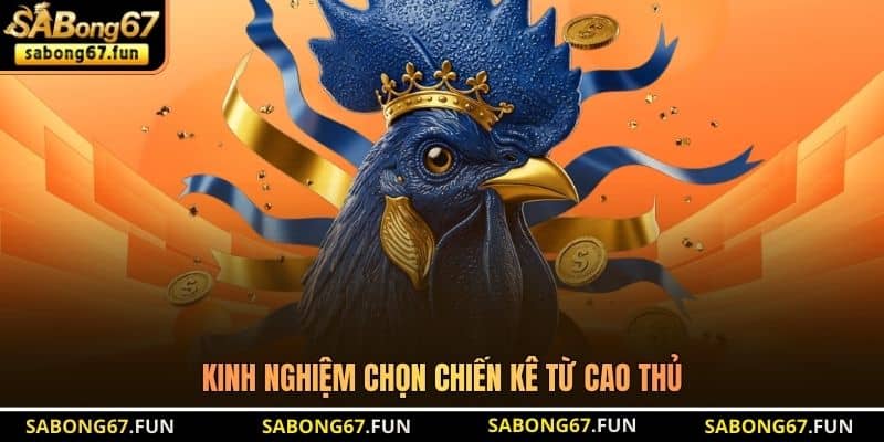 Cách Xem Vảy Gà Đá - Bí Quyết Chọn Chiến Kê Thắng Lớn - VIP88 Cách Xem Vảy Gà Đá - Bí Quyết Chọn Chiến Kê Thắng Lớn - VIP88