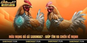 Kinh Nghiệm Đá Gà SABONG67 – Chiến Thuật Chọn Kèo Thực Chiến - VIP88