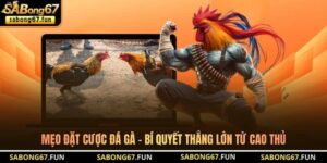 Kiến Thức Đá Gà SABONG67 – Nền Tảng Hiểu Đúng Cho Kê Thủ - VIP88
