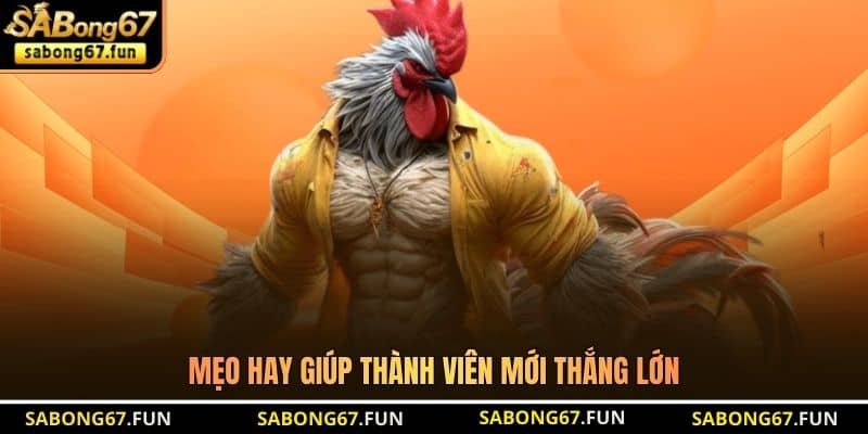 Dự Đoán Kết Quả Đá Gà - Bí Quyết Nhận Định Chuẩn Từ SABONG67 - VIP88 Dự Đoán Kết Quả Đá Gà - Bí Quyết Nhận Định Chuẩn Từ SABONG67 - VIP88