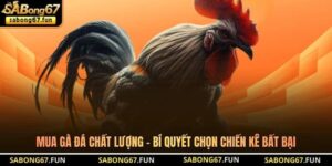 Kiến Thức Đá Gà SABONG67 – Nền Tảng Hiểu Đúng Cho Kê Thủ - VIP88