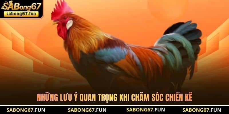 Cách Tỉa Lông Gà Chọi - Kỹ Thuật Giúp Chiến Kê Nhảy Tốt - VIP88 Cách Tỉa Lông Gà Chọi - Kỹ Thuật Giúp Chiến Kê Nhảy Tốt - VIP88