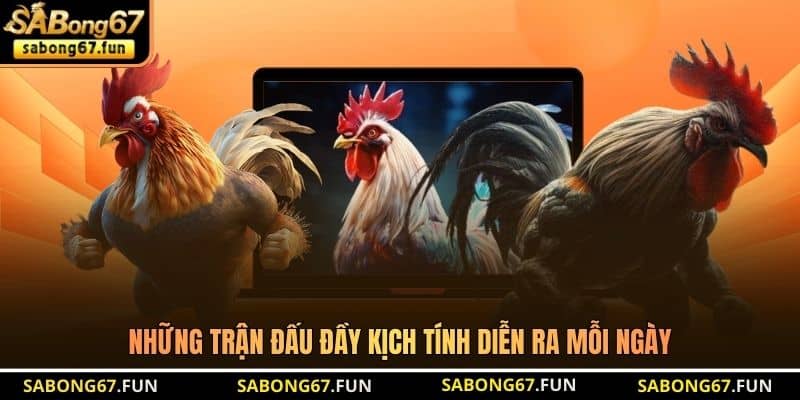 Bồ Gà Xà Xía – Đỉnh Cao Giải Trí Của Sư Kê Vùng Biên Giới - VIP88