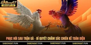 Kiến Thức Đá Gà SABONG67 – Nền Tảng Hiểu Đúng Cho Kê Thủ - VIP88
