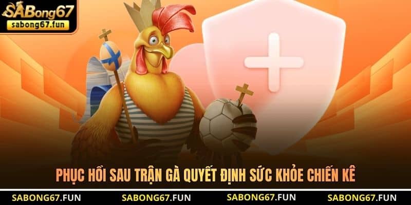 Phục Hồi Sau Trận Gà - Bí Quyết Chăm Sóc Chiến Kê Toàn Diện - VIP88 Phục Hồi Sau Trận Gà - Bí Quyết Chăm Sóc Chiến Kê Toàn Diện - VIP88