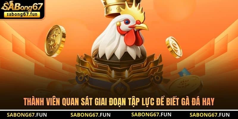 Cách Nhận Biết Gà Đá Hay Chuẩn Nhất Cho Các Sư Kê SABONG67 - VIP88