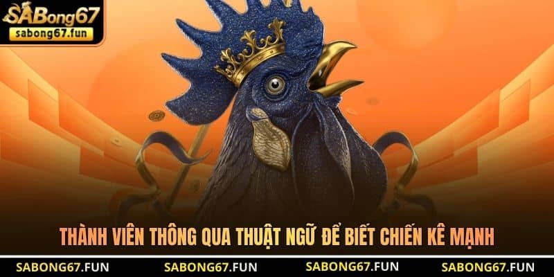 Thuật Ngữ Trong Đá Gà SABONG67 Chuẩn Nhất Năm 2026 - VIP88 Thuật Ngữ Trong Đá Gà SABONG67 Chuẩn Nhất Năm 2026 - VIP88