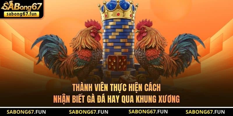 Cách Nhận Biết Gà Đá Hay Chuẩn Nhất Cho Các Sư Kê SABONG67 - VIP88