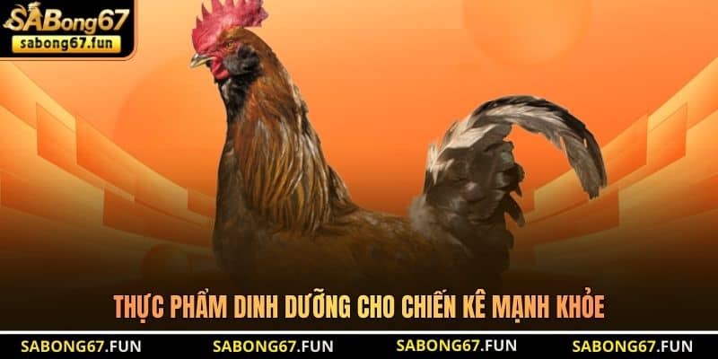 Chế Độ Ăn Gà Đá - Bí Quyết Nuôi Chiến Kê Sung Sức - VIP88 Chế Độ Ăn Gà Đá - Bí Quyết Nuôi Chiến Kê Sung Sức - VIP88