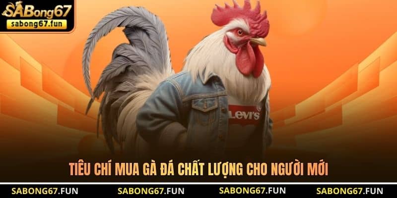 Mua Gà Đá Chất Lượng - Bí Quyết Lựa Chọn Chiến Kê Bất Bại - VIP88 Mua Gà Đá Chất Lượng - Bí Quyết Lựa Chọn Chiến Kê Bất Bại - VIP88