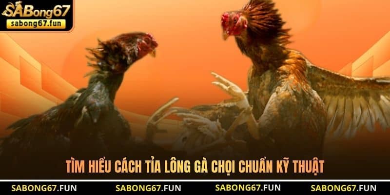 Cách Tỉa Lông Gà Chọi - Kỹ Thuật Giúp Chiến Kê Nhảy Tốt - VIP88 Cách Tỉa Lông Gà Chọi - Kỹ Thuật Giúp Chiến Kê Nhảy Tốt - VIP88