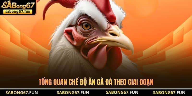 Chế Độ Ăn Gà Đá - Bí Quyết Nuôi Chiến Kê Sung Sức - VIP88 Chế Độ Ăn Gà Đá - Bí Quyết Nuôi Chiến Kê Sung Sức - VIP88